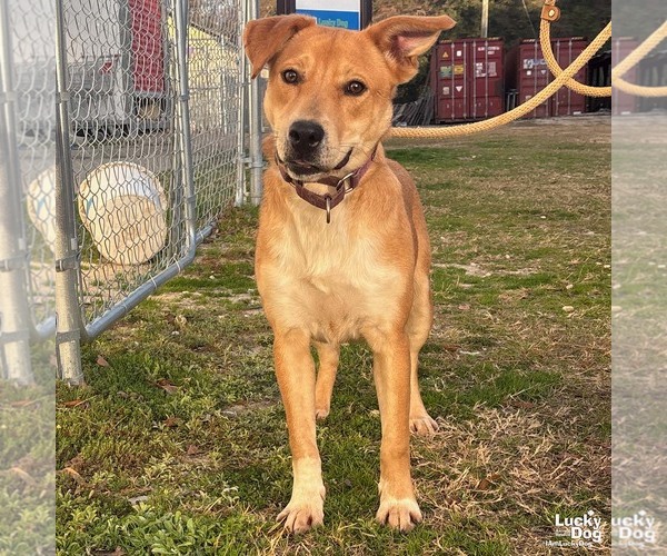 Medium Photo #7 Retriever -Unknown Mix Puppy For Sale in Washington, DC, USA