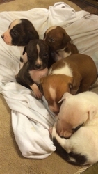 American Staffordshire Terrier Puppy for sale in Holland, MA, USA