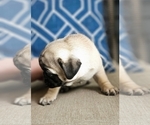 Small #5 Pug