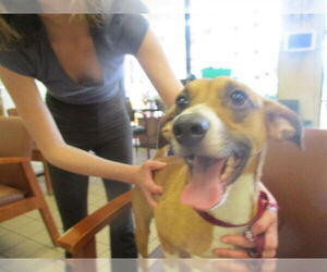 Mutt Dogs for adoption in Ocala, FL, USA