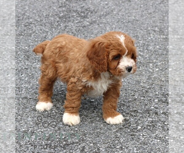 Medium Photo #4 Cavapoo (Miniature) Puppy For Sale in NARVON, PA, USA