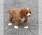 Small #3 Cavapoo (Miniature)