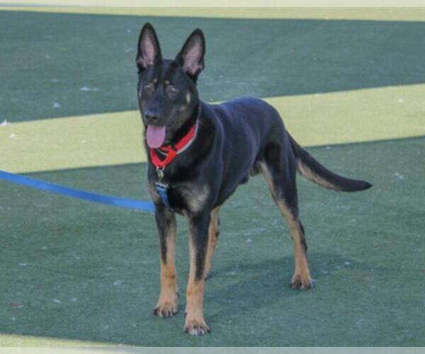 Medium Photo #1 German Shepherd Dog-Unknown Mix Puppy For Sale in Martinez, CA, USA