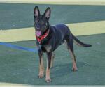 Small German Shepherd Dog Mix