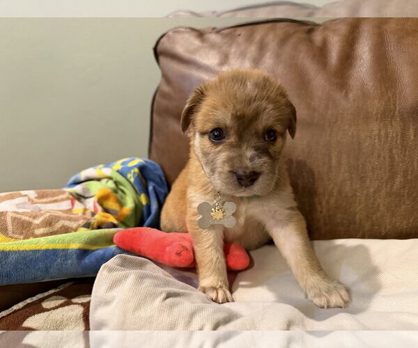 Medium Photo #5 Collie-Unknown Mix Puppy For Sale in Holly Springs, NC, USA