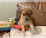 Small #4 Collie Mix