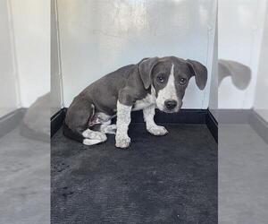American Pit Bull Terrier Dogs for adoption in Bakersfield, CA, USA