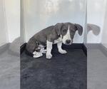 Small American Pit Bull Terrier