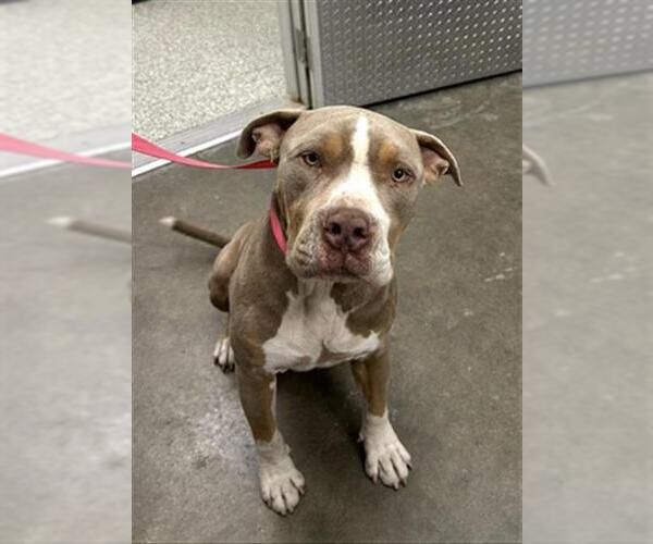 Medium Photo #1 American Pit Bull Terrier Puppy For Sale in Rosenberg, TX, USA