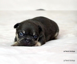 Small #1 French Bulldog
