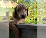 Small Photo #4 Goldendoodle Puppy For Sale in EL MIRAGE, AZ, USA