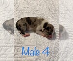 Puppy 7 Australian Kelpie-Catahoula Leopard Dog Mix