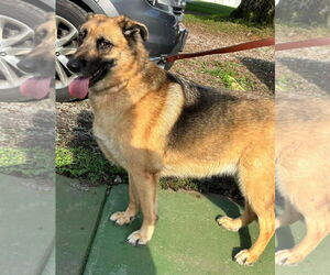 German Shepherd Dog Dogs for adoption in Rustburg, VA, USA