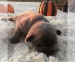 Small Photo #21 French Bulldog Puppy For Sale in PLACERVILLE, CA, USA