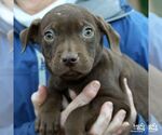 Small #3 Mutt