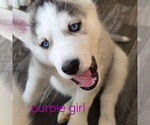 Small #13 Siberian Husky