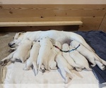 Small Photo #25 Labrador Retriever Puppy For Sale in LOGAN, UT, USA