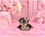Hand delivery - Male Yorkshire Terrier Puppy for Sale - Photo #22