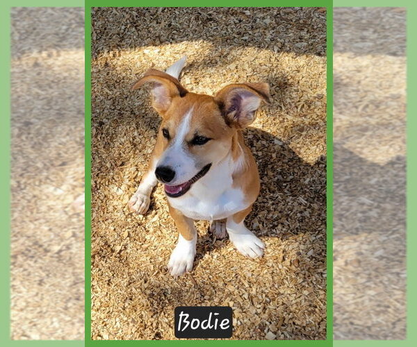 Medium Photo #2 Mutt Puppy For Sale in Granbury, TX, USA