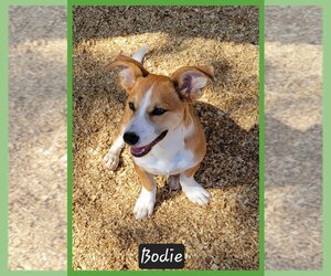 Bodie - Male Mutt Dog for Adoption - Photo #2