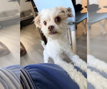 Small #1 Maltipoo (Miniature)
