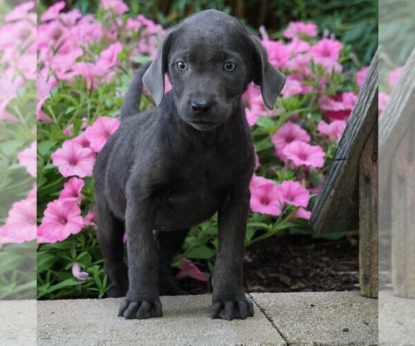 Medium Photo #5 Labrador Retriever Puppy For Sale in FREDERICKSBG, OH, USA