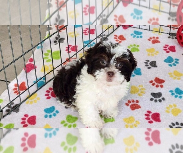 Medium Photo #6 ShihPoo Puppy For Sale in ORO VALLEY, AZ, USA