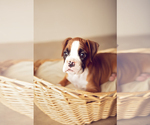 Small Photo #3 Boxer Puppy For Sale in NARVON, PA, USA