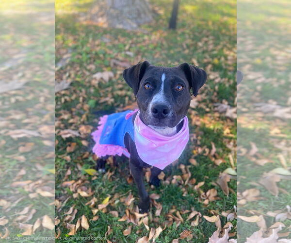 Medium Photo #2 Labrador Retriever-Unknown Mix Puppy For Sale in San Diego, CA, USA