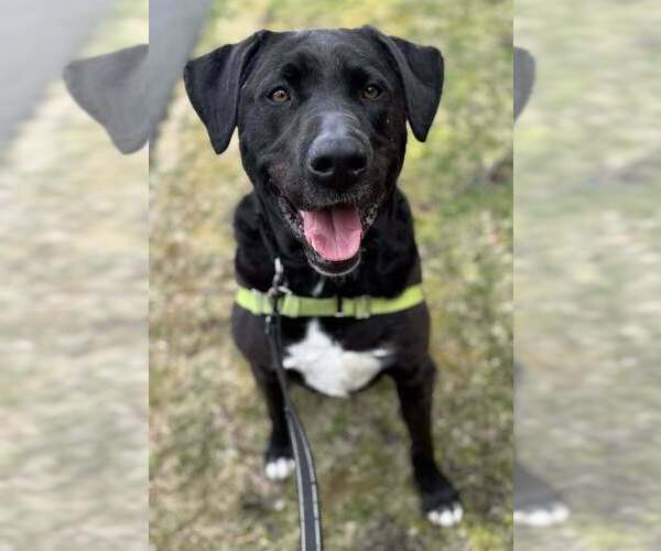 Medium Photo #7 Mutt Puppy For Sale in Elmsford, NY, USA