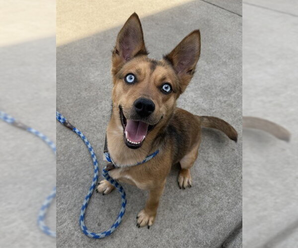 Medium Photo #1 Australian Kelpie-Australian Shepherd Mix Puppy For Sale in Sacramento, CA, USA