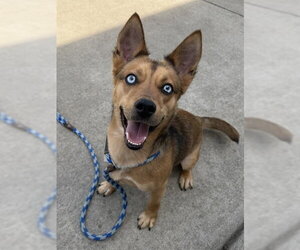 Australian Kelpie-Australian Shepherd Mix Dogs for adoption in Sacramento, CA, USA