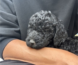 Australian Labradoodle Litter for sale in LAREDO, TX, USA