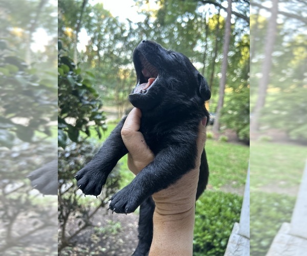 Medium Photo #11 Labrador Retriever Puppy For Sale in LOUISBURG, NC, USA