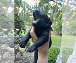 Small #10 Labrador Retriever
