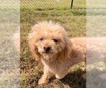 Small Photo #1 Poodle (Miniature) Puppy For Sale in Pacolet, SC, USA