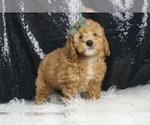 Puppy Squish AKC Poodle (Miniature)