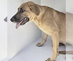 Small #1 Black Mouth Cur Mix