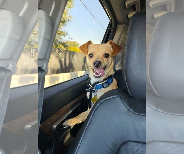 Medium Photo #9 Chihuahua Puppy For Sale in Sandy, UT, USA