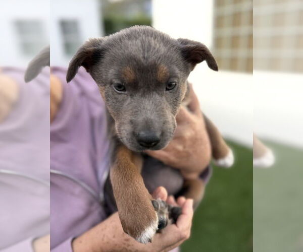 Medium Photo #2 Mutt Puppy For Sale in Dana Point, CA, USA