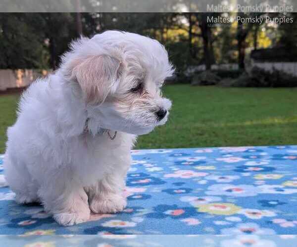 Medium Photo #10 Maltese Puppy For Sale in OCALA, FL, USA