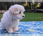 Small #9 Maltese