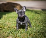 Puppy 2 French Bulldog