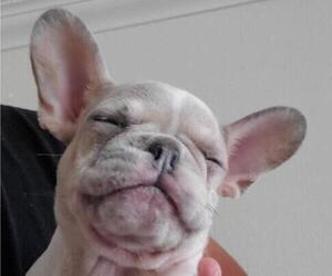 French Bulldog Puppy for sale in N LAS VEGAS, NV, USA