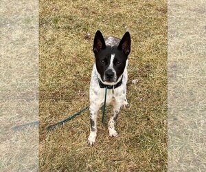 Spotty - Male Mutt Dog for Adoption - Photo #26
