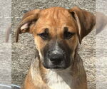 Small #3 Black Mouth Cur-Labrador Retriever Mix