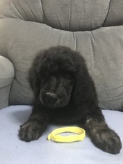Poodle (Standard) Puppy for sale in MINERVA, OH, USA