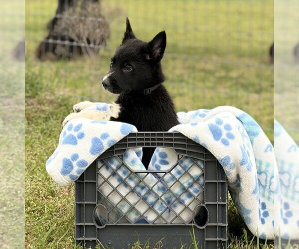 Medium Photo #5 Shollie Puppy For Sale in Sebec, ME, USA