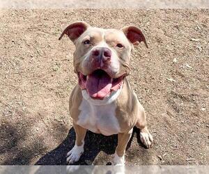 TRUCKSTOP - Male Mutt Dog for Adoption - Photo #3