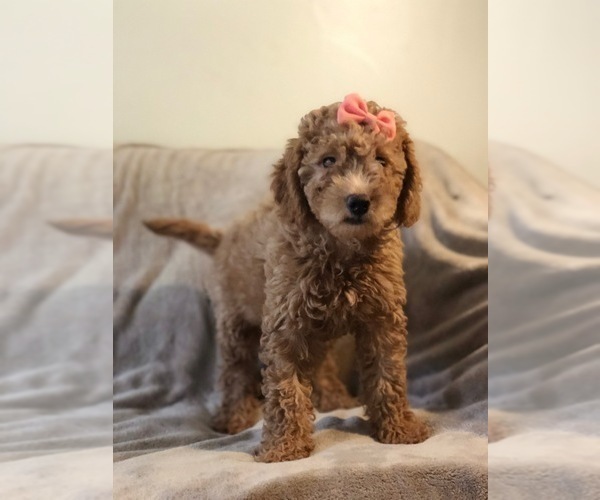 Medium Photo #1 Goldendoodle Puppy For Sale in KENDALL, FL, USA